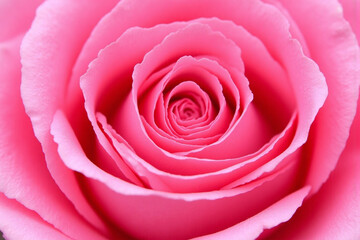 close up of a pink rose with a white background