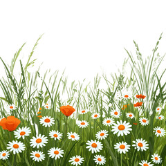 field of white daisies and orange poppy flowers with tall green grass against a light gray sky - a serene meadow illustration. Transparent background 