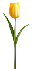 PNG Yellow tulip flower elegant beauty.