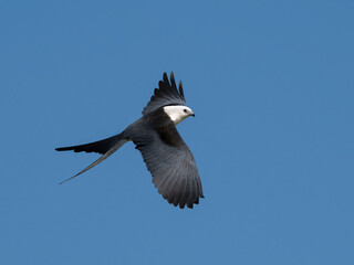 Swallow-tailed kite (Elanoides forficatus) , a striking black and white raptor in flight