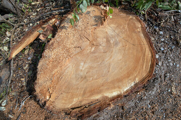 The tree was cut down leaving only the stump.