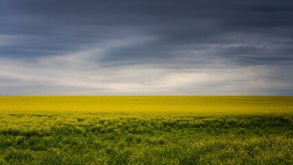 Obraz premium Clouds over a field of yellow colza before a thunderstorm.