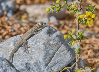 Mojave Fringe-toed Lizard (Uma scoparia), on the rock at  Death Valley National Park, California, USA