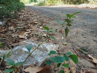 Plastic waste along roadsides in rural Asia