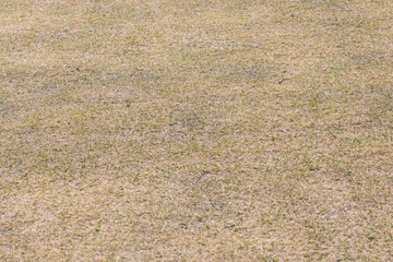 A grass field with withered grass on a sunny day.