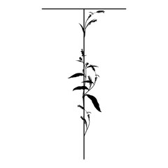 Capital letter T with floral  motifs. Botanical alphabet with herbs and wildflowers. Blooming branches of Polygonum plant. Knotweed or Smartweed flower. Black silhouette on white background.