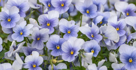 Blue pansies flower blooming in the garden