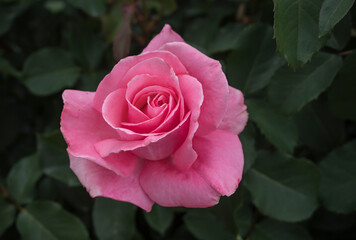 A flower called hoh-jun up close in the garden