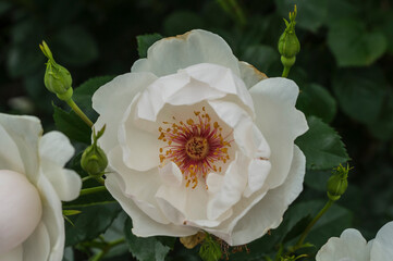 a jacqueline du pre rose in the garden