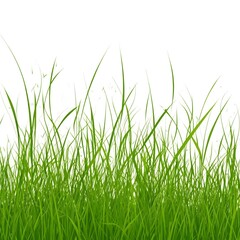 Obraz premium grass vector illustration