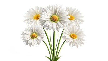 Fototapeta premium Bouquet of white daisies with yellow centers on a simple background.