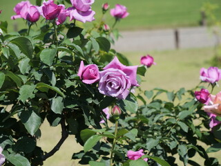 シャルル・ドゥ・ゴールという品種の薔薇の花