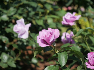 シャルル・ドゥ・ゴールという品種の薔薇の花