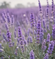 Delicate lavender blooms, vibrant purple hues against pure white , floral, beauty, photography