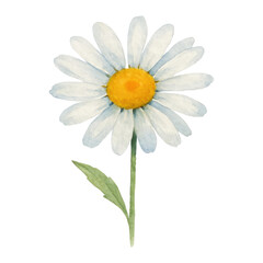 Fototapeta premium PNG Delicate watercolor daisy illustration.