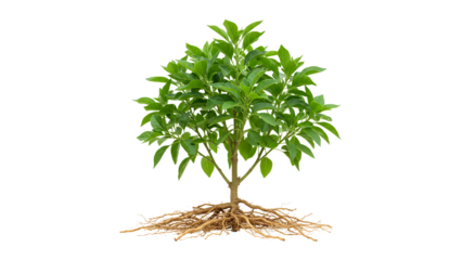 Ayurvedic Ashwagandha – Traditional Indian Medicine