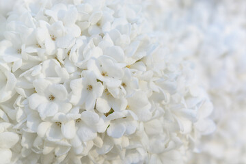 White lilac inflorescence on blurred background