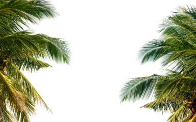 coconut palm tree isolated on white