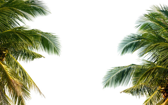 coconut palm tree isolated on white