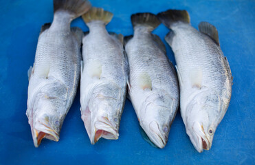 Sea bass being sold on a blue table