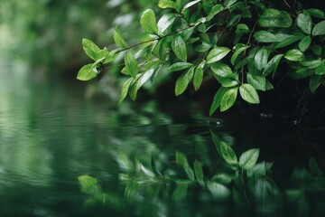 Naklejka premium a lush green plant growing above water.
