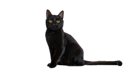 Majestic Black Cat with Glowing Yellow Eyes Posing Elegantly against a white.  Background, Perfect for Halloween or Pet Themes