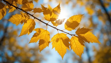 Obraz premium Close-Up of Vibrant Yellow Leaves on a Tree Branch Illuminated by Sunlight in Autumn