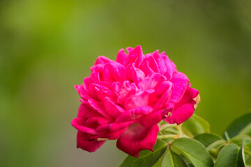 rose flower in the garden and sunlight with boke	
