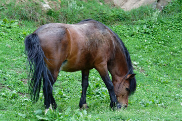 horse eating grass