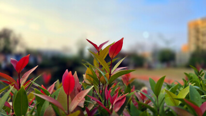 garden in the city India