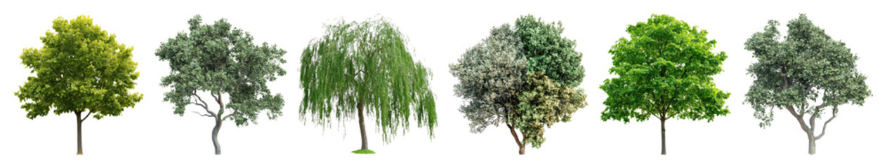 PNG Diverse trees showcasing lush foliage, element set on transparent background
