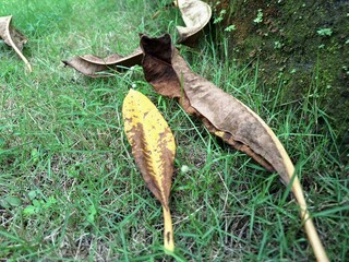 Dried frangipani leaves on green grass. Frangipani is widely cultivated in tropical regions,...