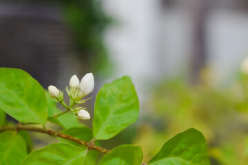White jasmine flowers in the garden