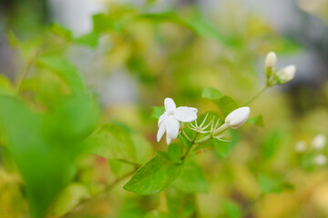White jasmine flowers in the garden