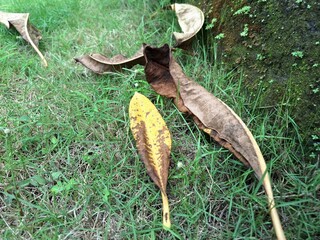 Dried frangipani leaves on green grass. Frangipani is widely cultivated in tropical regions,...