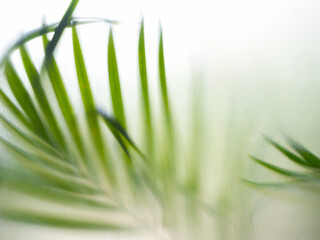 Abstract blurred green tropical palm leaves sit behind frosted glass wall background, summer or...