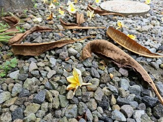 Dried frangipani leaves on pebble. Frangipani is widely cultivated in tropical regions, including Bali, and is often used in religious ceremonies and as a symbol of purity and spirituality