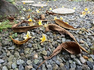 Dried frangipani leaves on pebble. Frangipani is widely cultivated in tropical regions, including Bali, and is often used in religious ceremonies and as a symbol of purity and spirituality