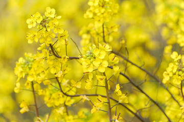 満開の菜の花畑の一部