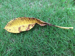 Dry frangipani leaf on green grass. It is a tropical flower known for its fragrant, waxy petals and strong, sweet scent. It comes in various colors like white, yellow, pink, and red