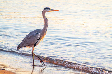 A heron hunting in the sea. Grey heron on the hunt