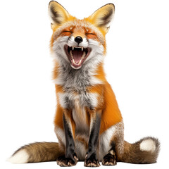 Fototapeta premium Laughing Fox, Fun, Playful, Cute Animal Image