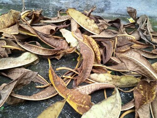 Dried frangipani leaves. Frangipani is widely cultivated in tropical regions, including Bali, and is often used in religious ceremonies and as a symbol of purity and spirituality