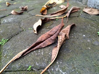 Dried frangipani leaves on old pavers. Frangipani is widely cultivated in tropical regions, including Bali, and is often used in religious ceremonies and as a symbol of purity and spirituality