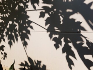Shadows of leaves caused by sunlight hitting the back wall of the house. © visanu