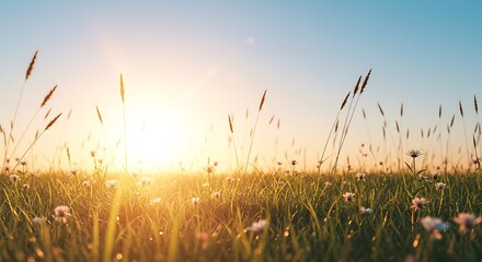 Fototapeta premium Glowing Sunlit Field of Grass at Sunset