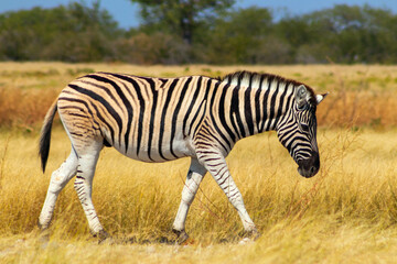 Wild african animals.  African Mountain Zebra standing  in grassland. Etosha National Park