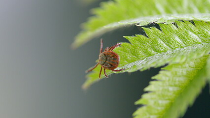 A closeup image featuring a tick situated on a fern leaf, showcasing its detailed structure