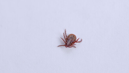 Detailed CloseUp Image of a Tick on a Pure White Background for Examination and Study