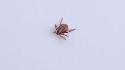 A CloseUp of a Tick on a White Background, showcasing its intriguing details and characteristics